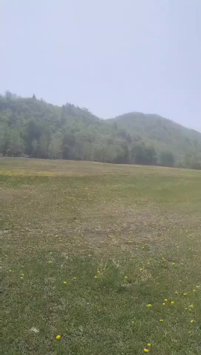 蒲公英，整株干货我家山厂野生的