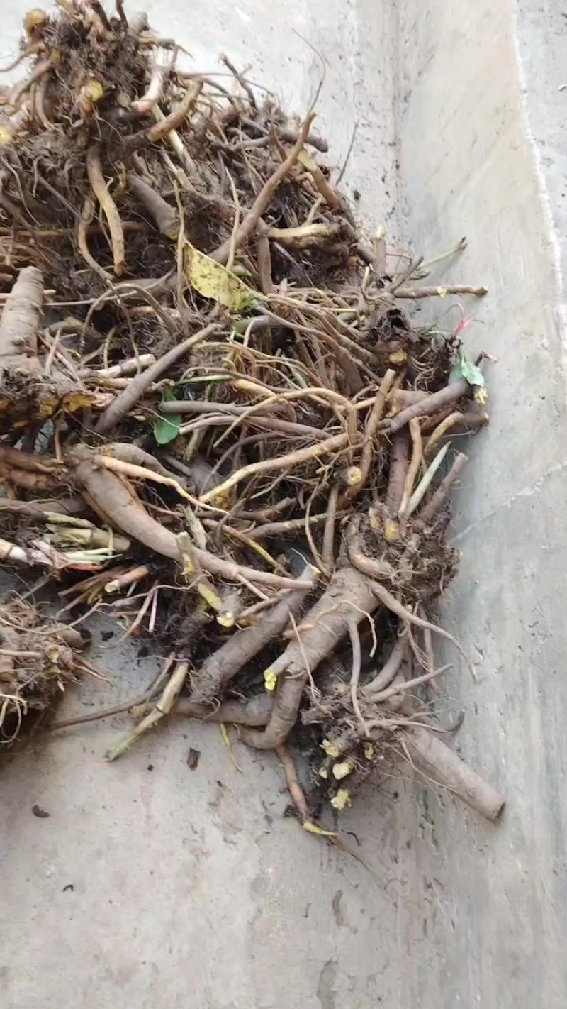 野生的牛儿大黄，又叫野菠菜