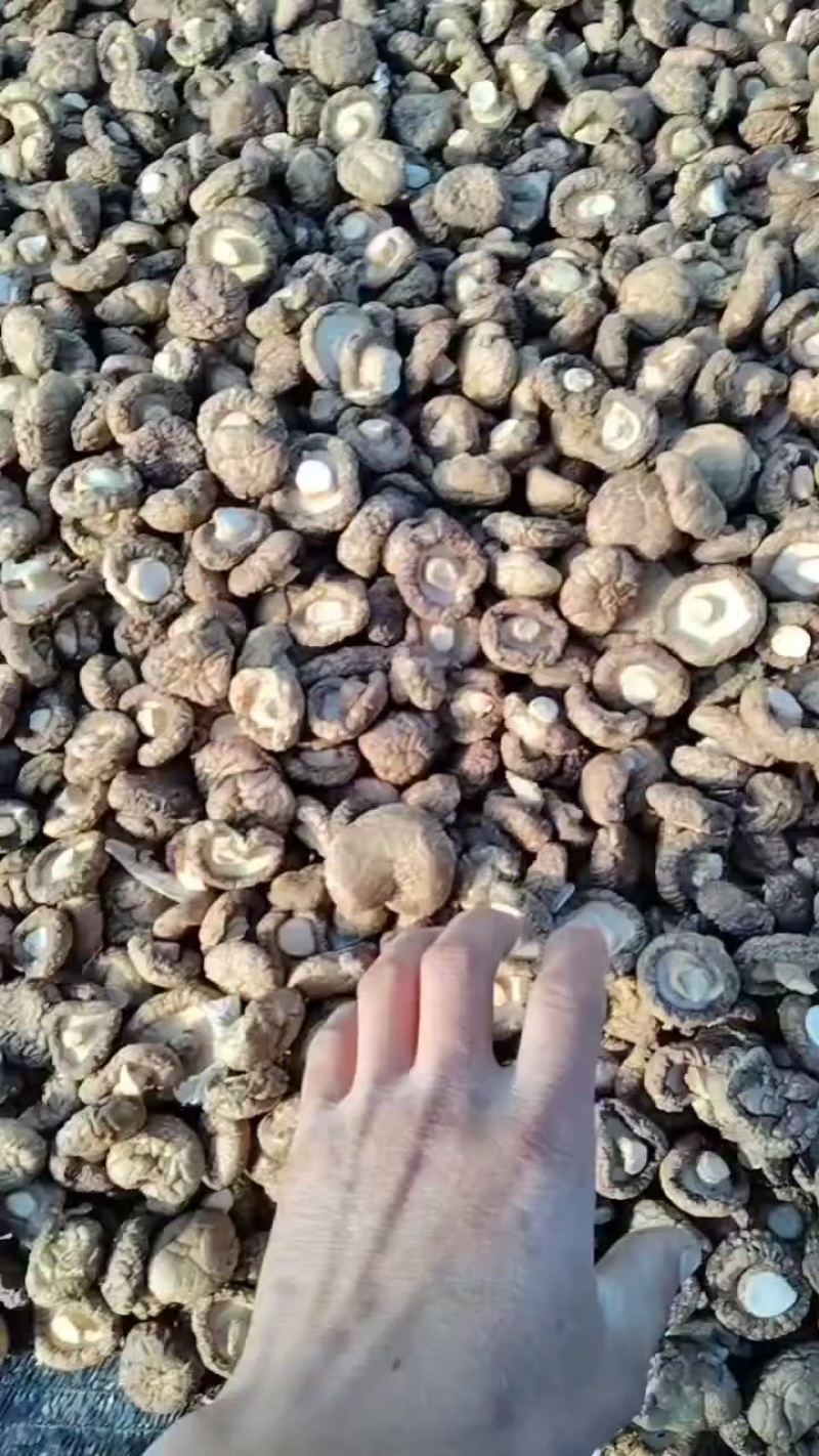 承德平泉香菇干