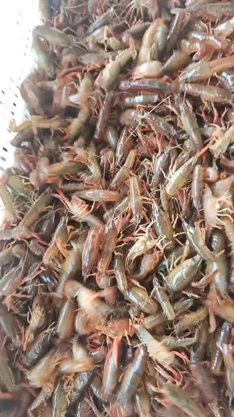 深水小龙虾苗