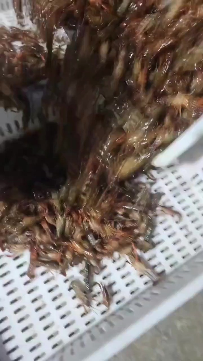 深水小龙虾苗