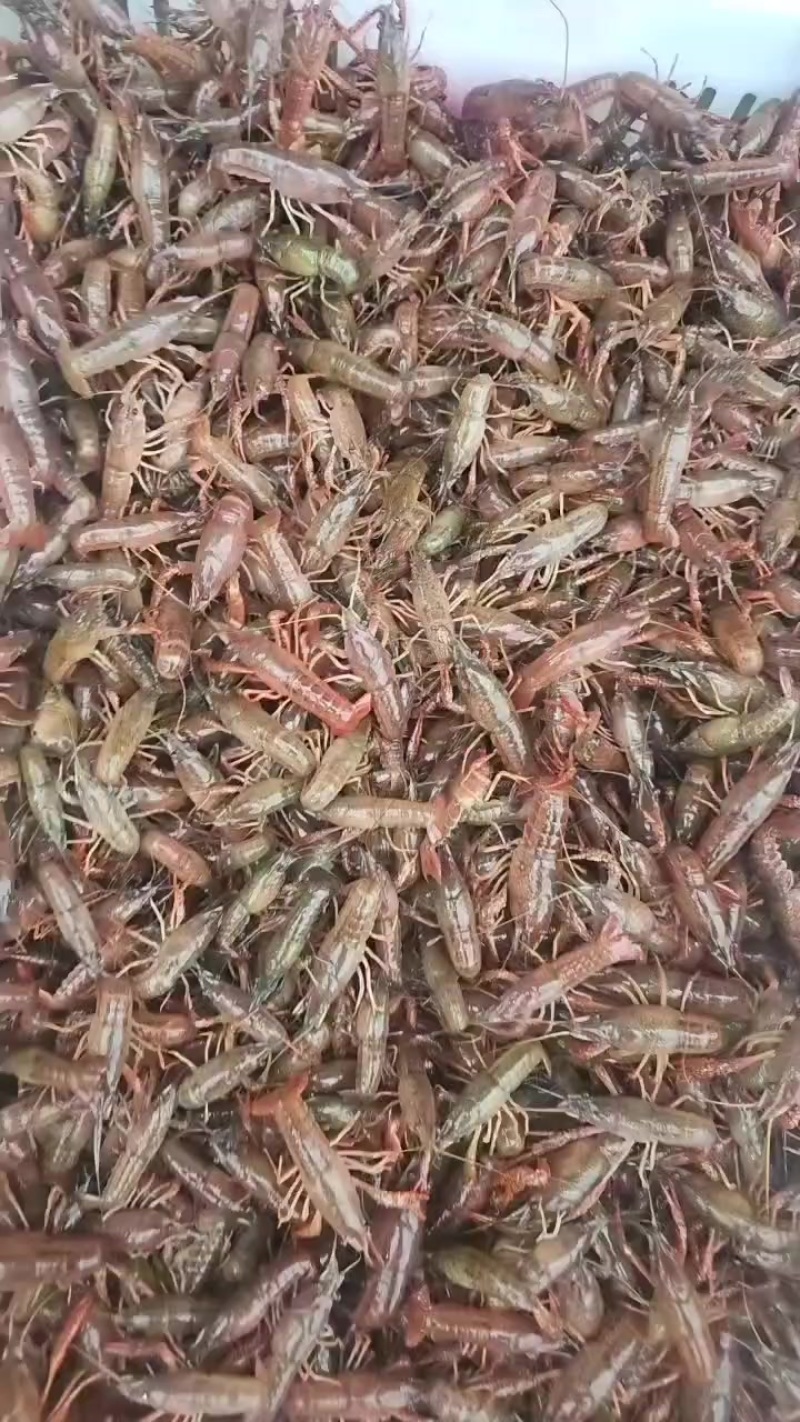 深水小龙虾苗