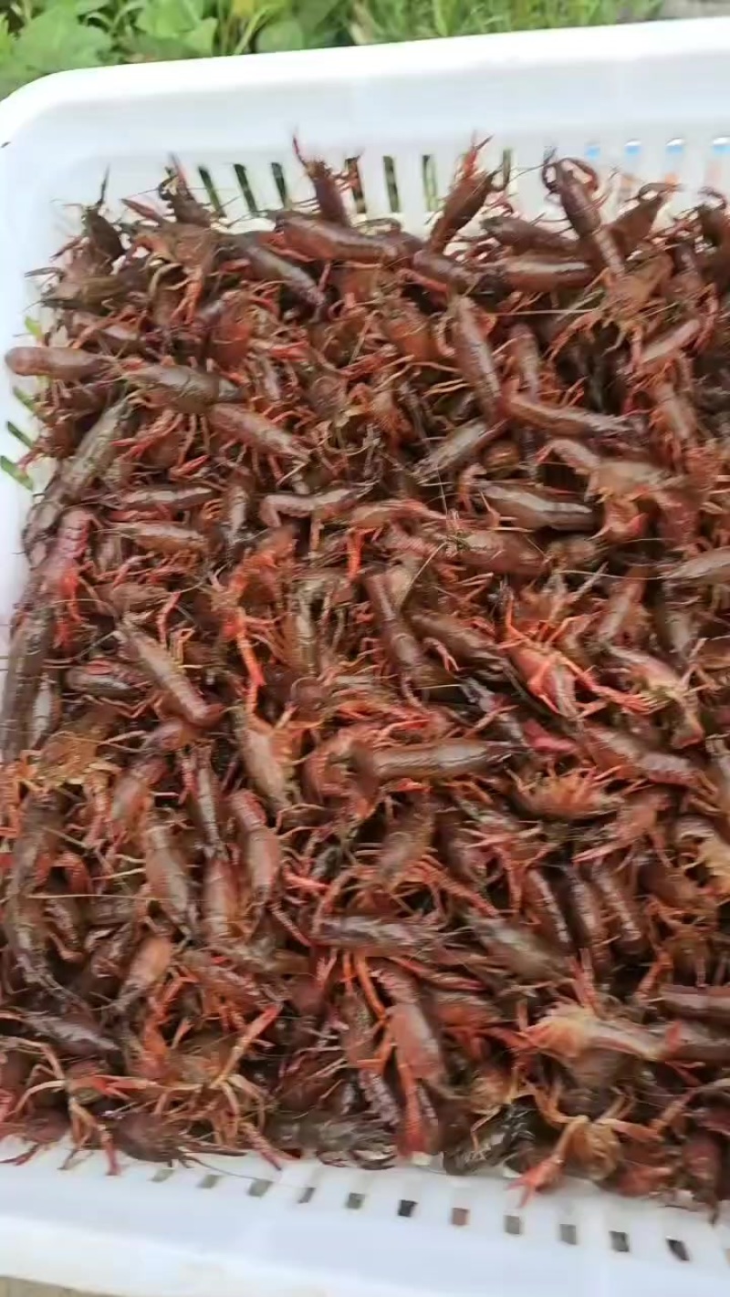 深水小龙虾苗