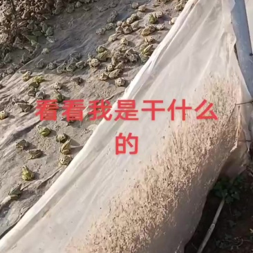 人工养殖黑斑青蛙