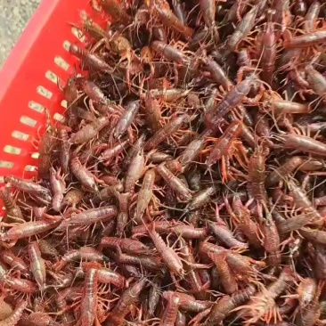 深水小龙虾苗