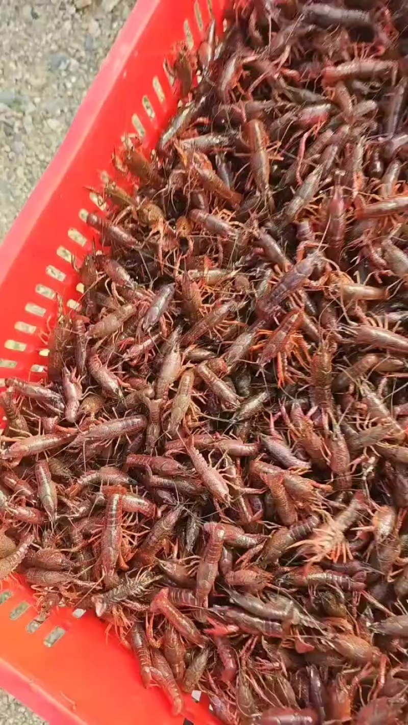 深水小龙虾苗
