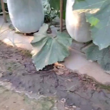 银辉冬瓜