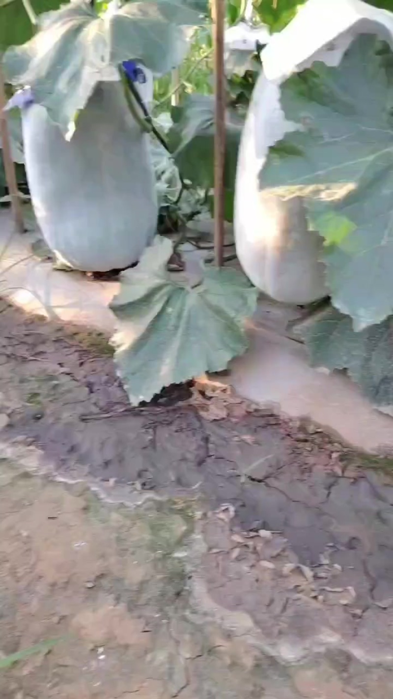 银辉冬瓜
