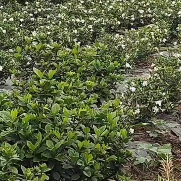 犍为栀子花