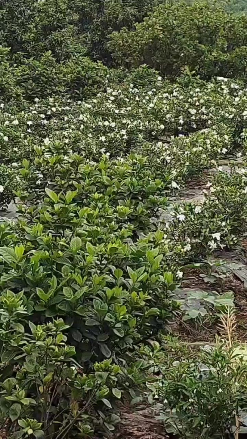犍为栀子花