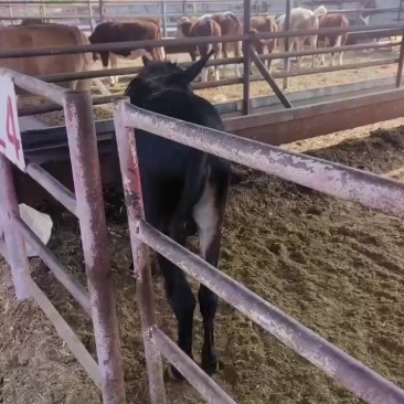 肉牛育肥牛育肥驴马