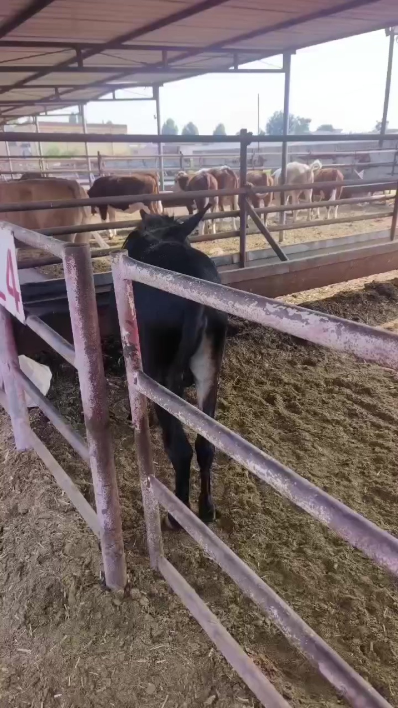 肉牛育肥牛育肥驴马