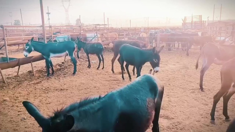 肉牛育肥牛育肥驴马