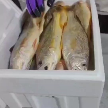 江苏黄姑鱼