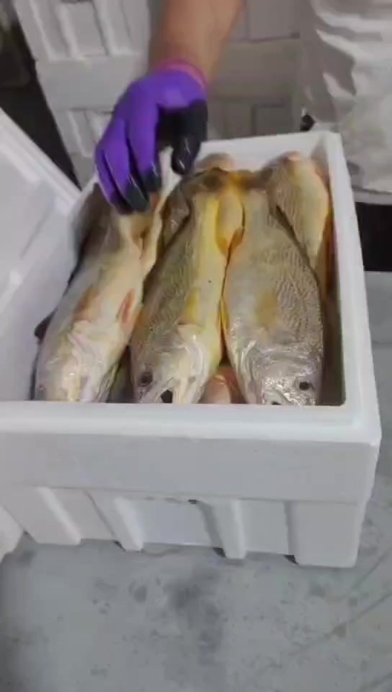 江苏黄姑鱼