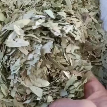 泻叶，便宜出售