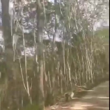 卖大量橡胶树
