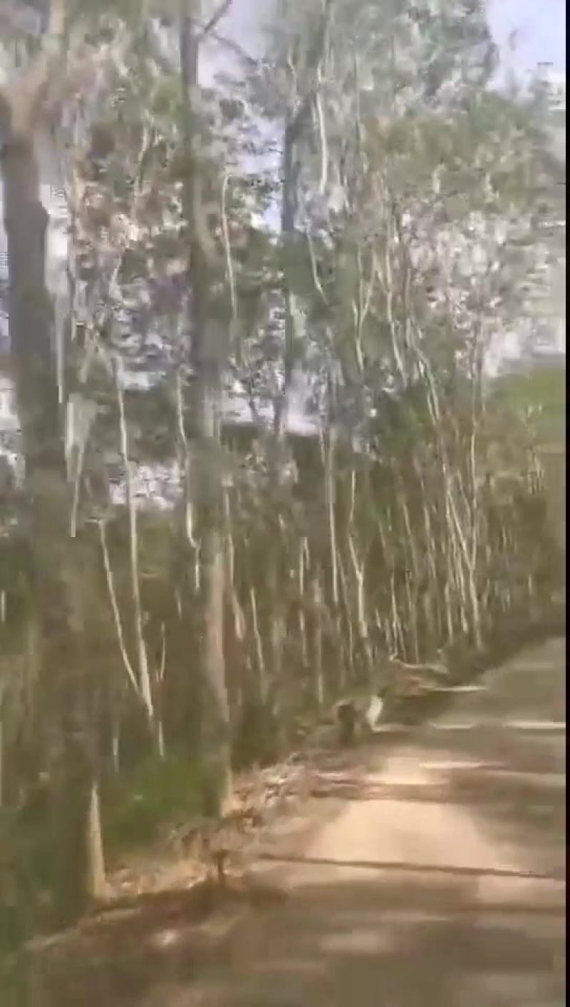 卖大量橡胶树