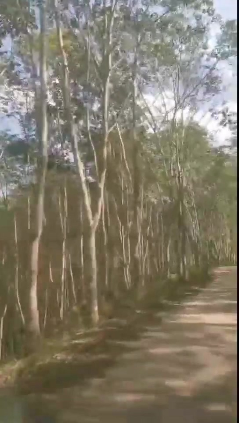 卖大量橡胶树