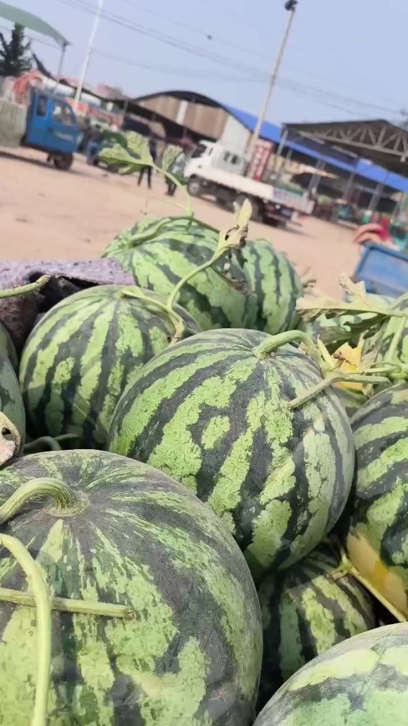 河南开封，万亩有籽美都西瓜大量上市，要货的老板可以联系