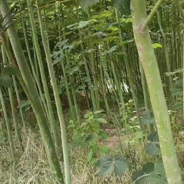 青桐梧桐