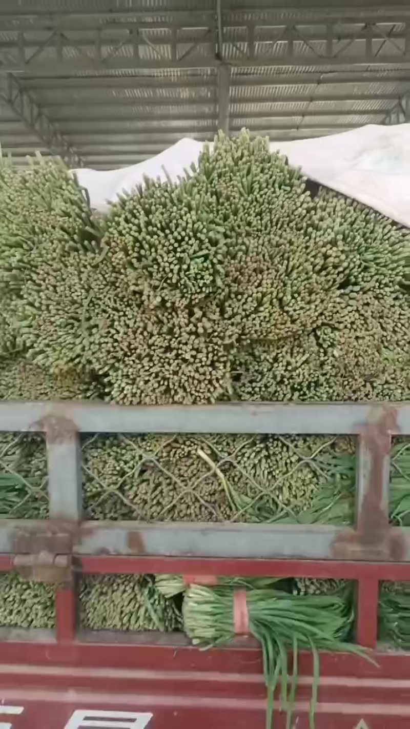 韭菜