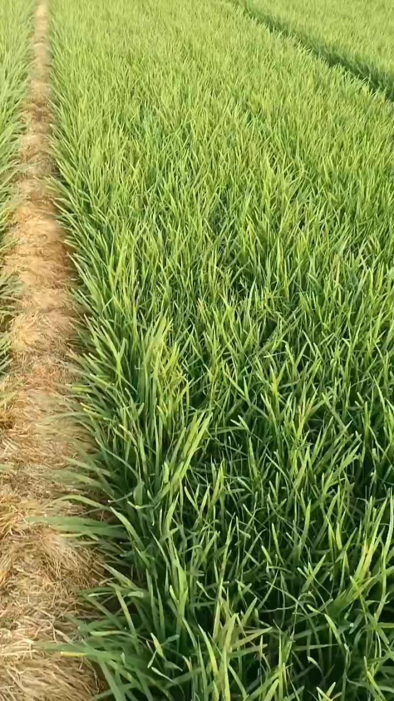 韭菜