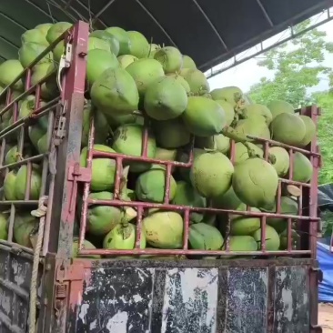 椰子