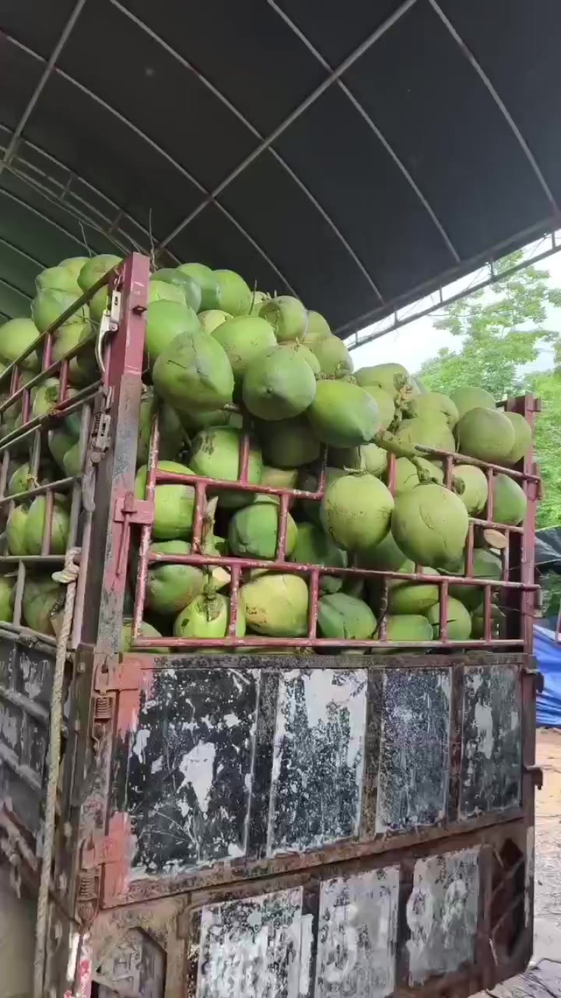 椰子