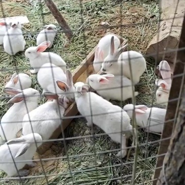 大耳白肉兔，8点黑