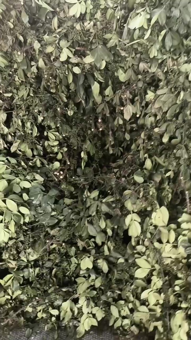 青花椒