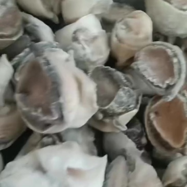 海螺头