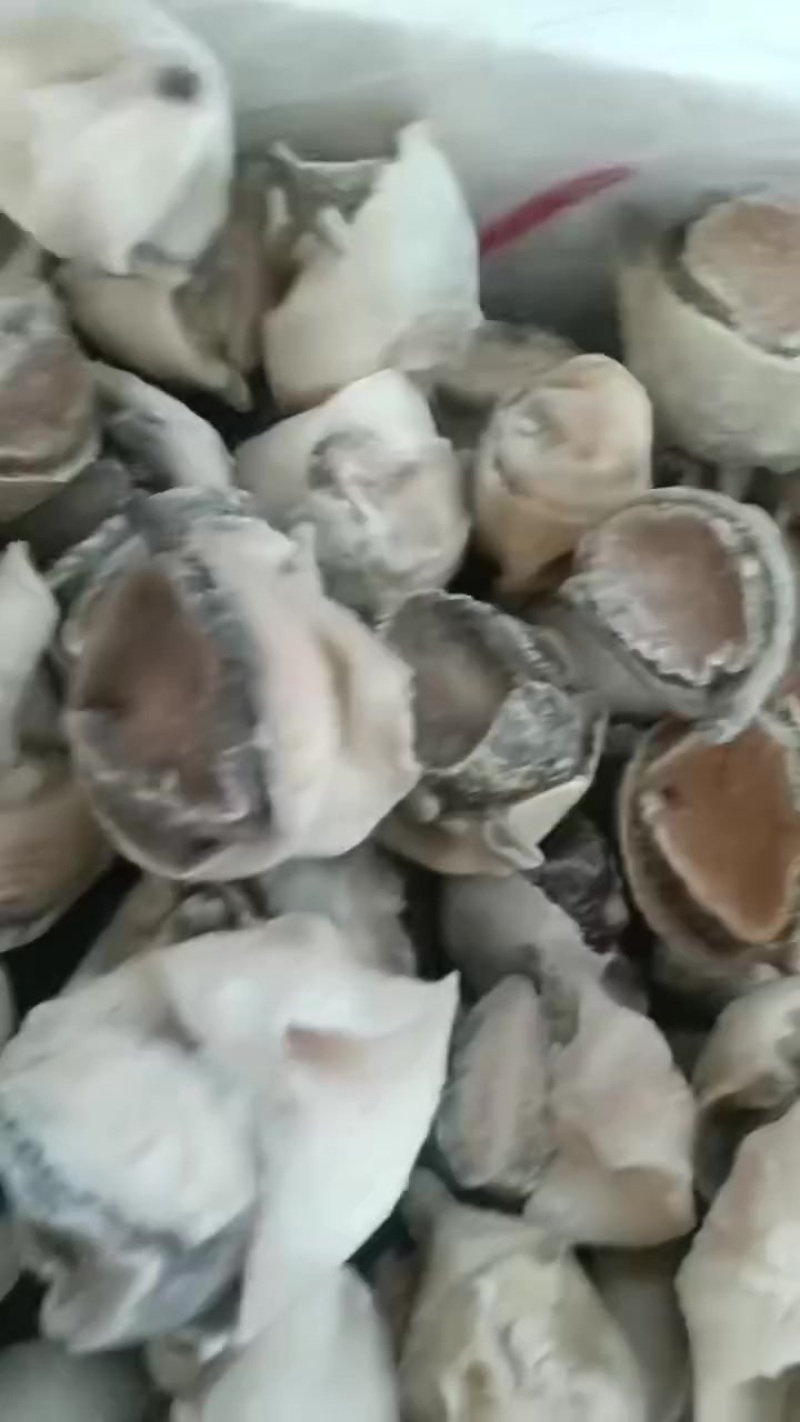 海螺头