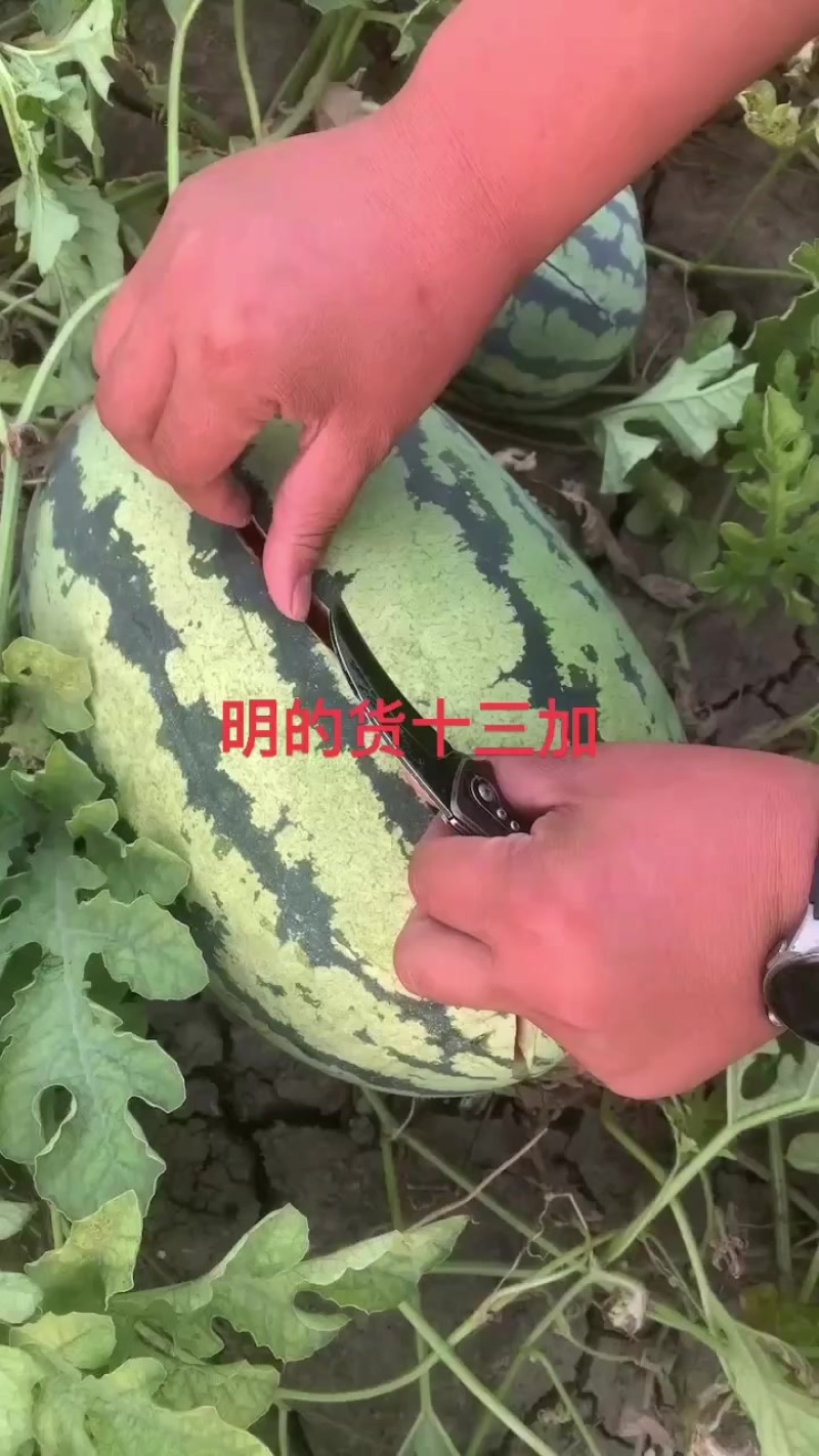 金城五号，金花一号.沙漠一号