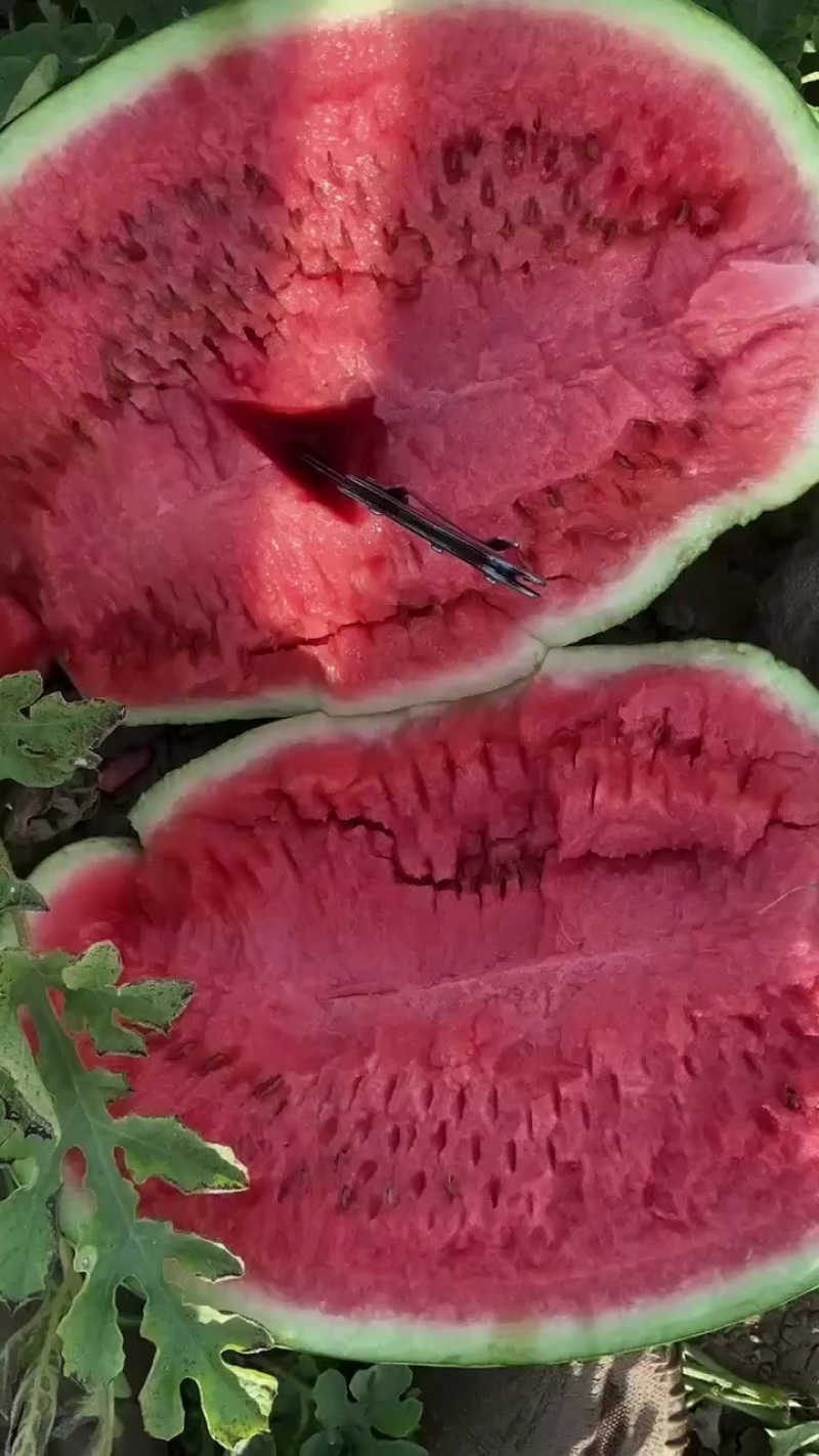 西瓜