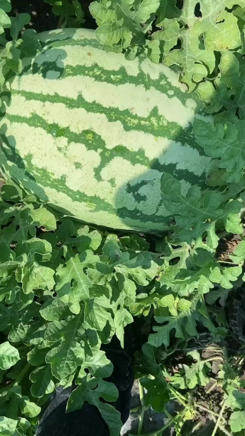 西瓜