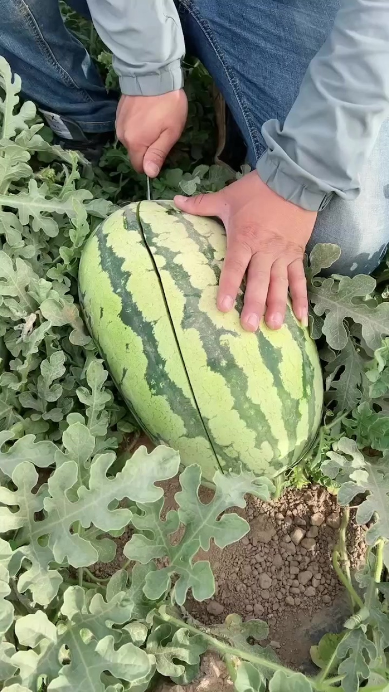西瓜