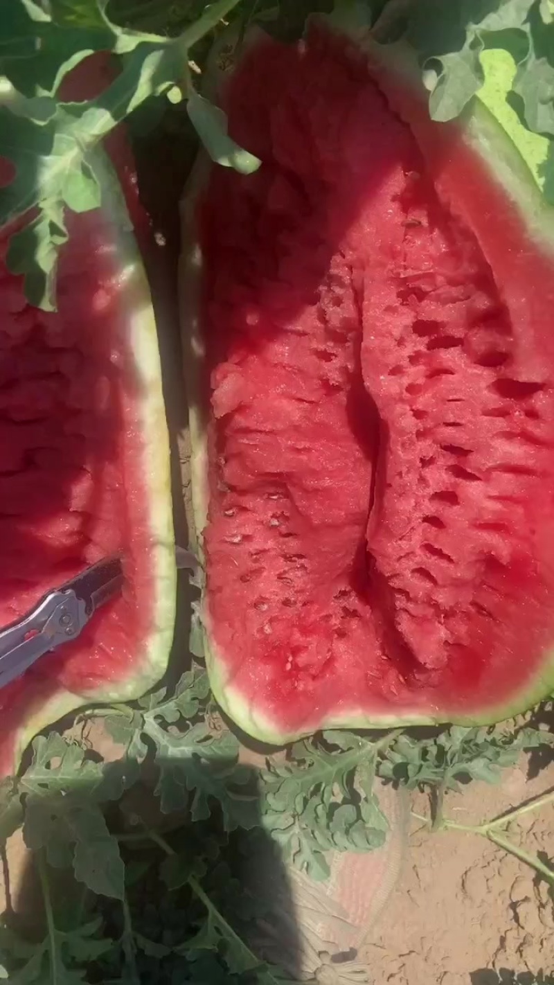 西瓜