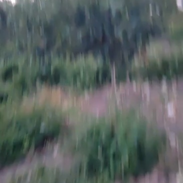 山楂树