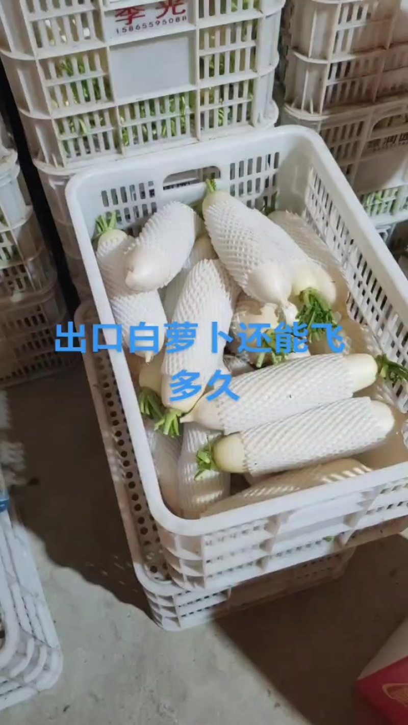 白萝卜