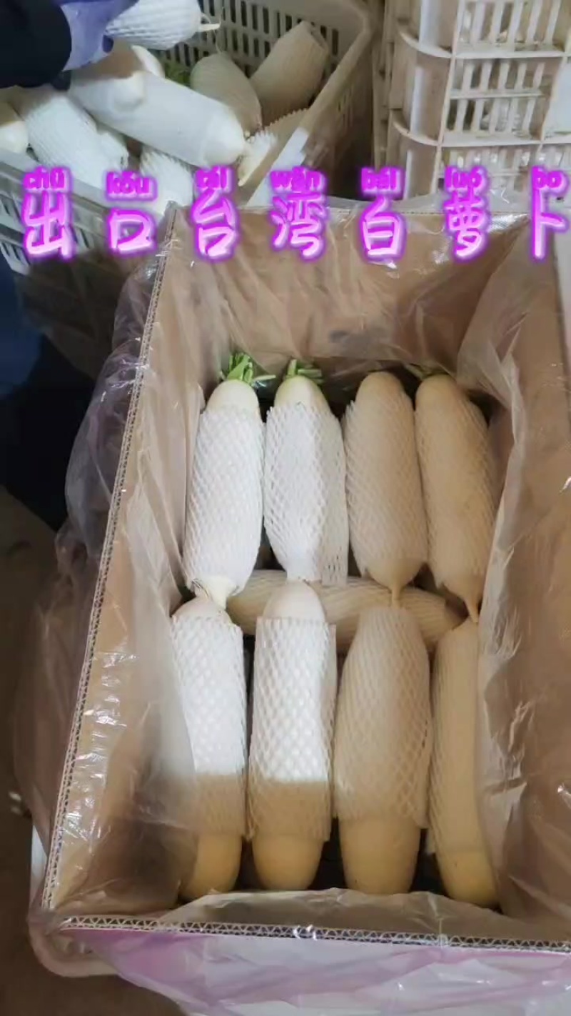 白萝卜