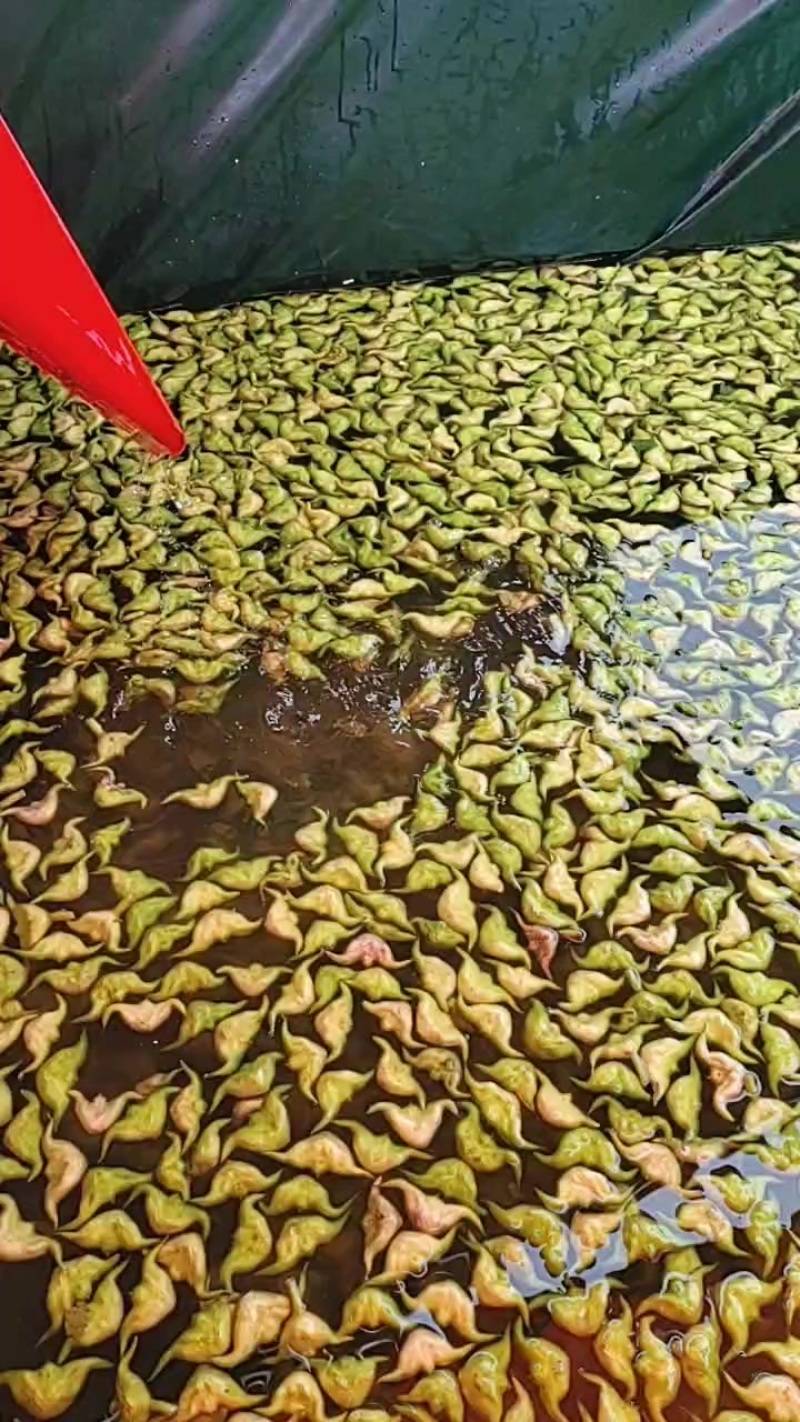 菱角