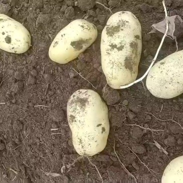 土豆大量