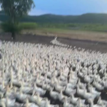 黑龙江霍三鹅