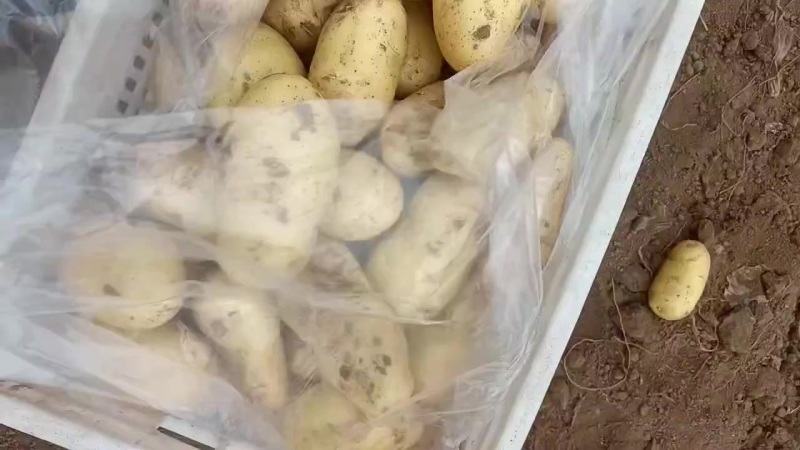土豆大量