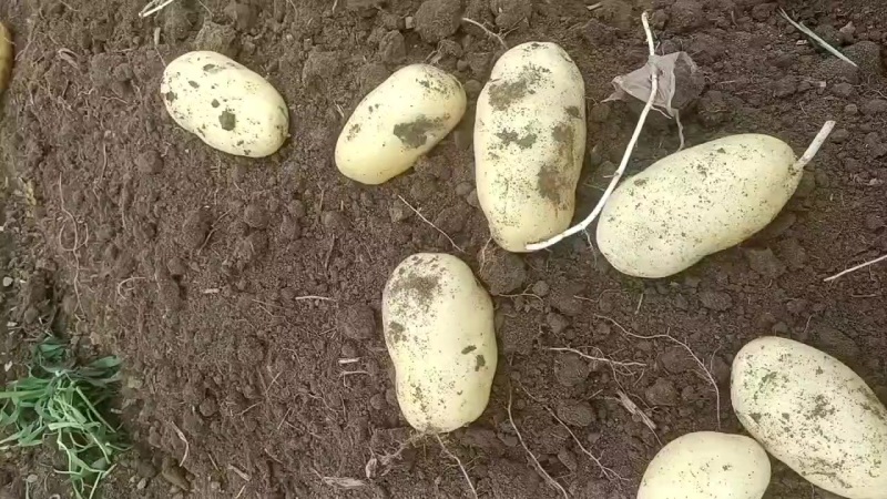 土豆大量