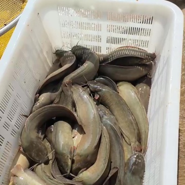 水库塘角鱼