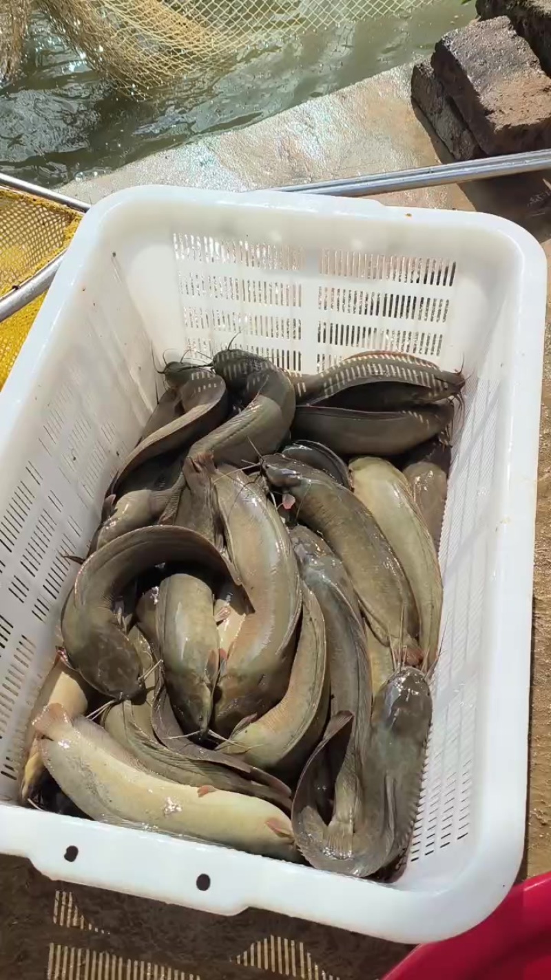 水库塘角鱼