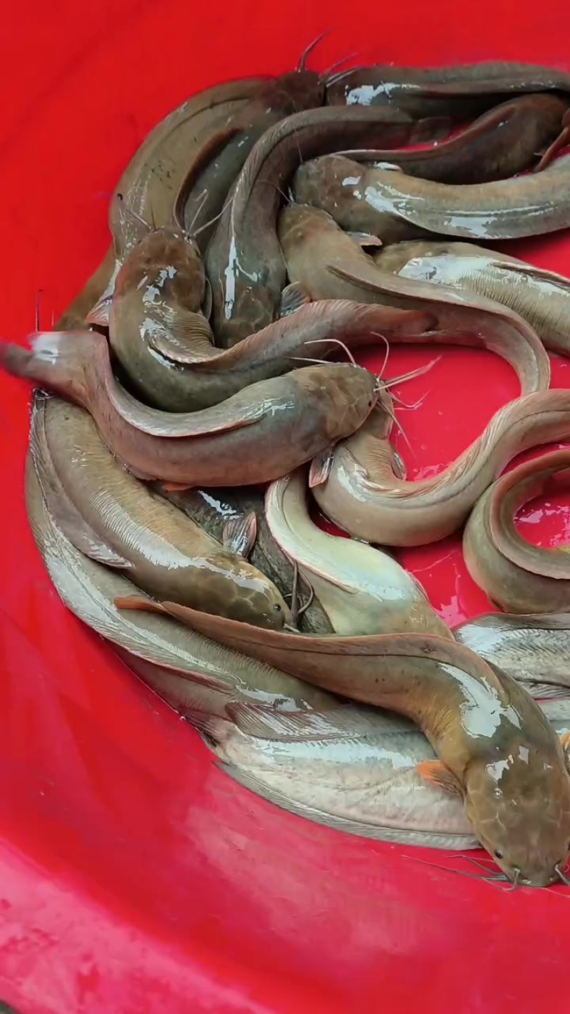 水库塘角鱼
