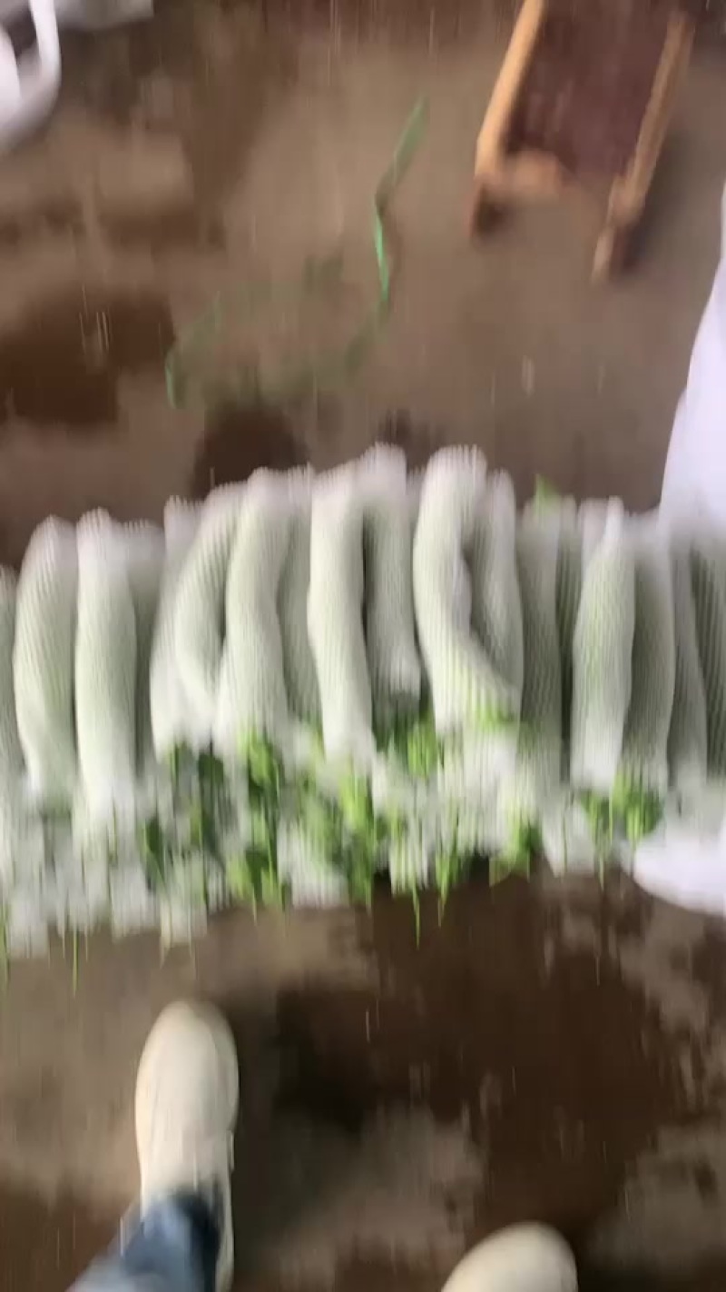 精品珍珠苦瓜大量上市价格不高